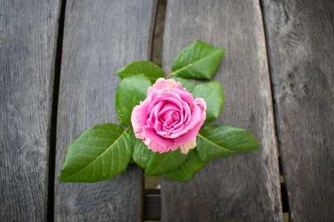 Pink rose in a rustic background. Rose on a gray wooden background Stock Photos