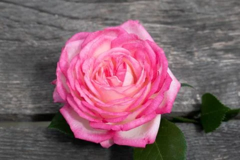Pink rose in a rustic background. Rose on a gray wooden background Stock Photos