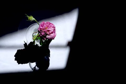 Pink rose in shadow 스톡 사진