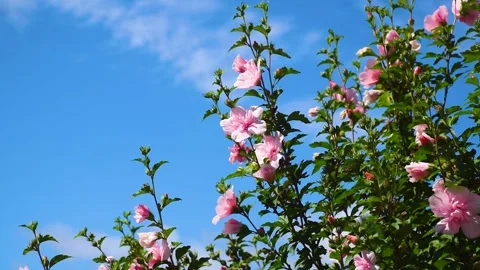Pink Rose of sharon tree Stock Footage 313564495