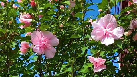 Pink Rose of sharon tree Stock Footage 313564496