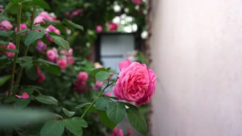 Pink rose in sharp focus against a dreamy, blurred garden background Stock Footage 312400606