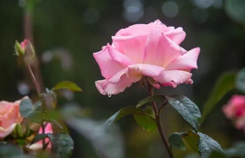 Pink Rose from the side Stock Photos