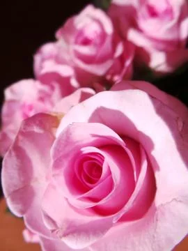 Pink Rose Sprial Stock Photos