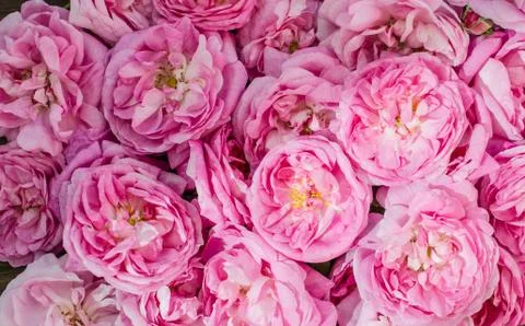 Pink rose spring background. Stock Photos