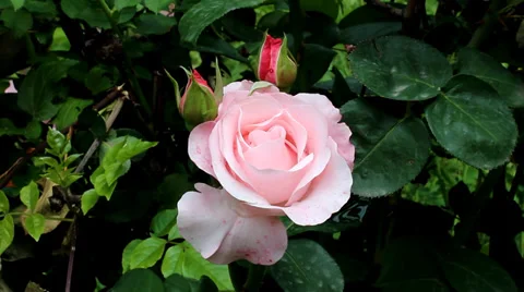 Pink rose. Spring flower. Stock Footage 36689196
