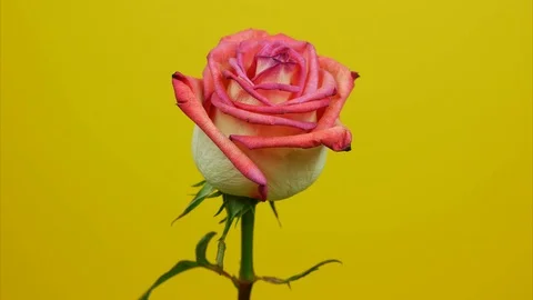 Pink rose on the stem rotating over yellow background. Stop motion Stock Footage 107566397