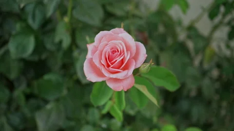 A pink rose in the sun moved by the wind Stock Footage 246594717