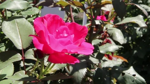 Pink rose in the sunlight Stock Footage 98678464
