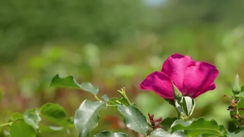 Pink rose swaying gently in the wind outdoors Видео 336352867