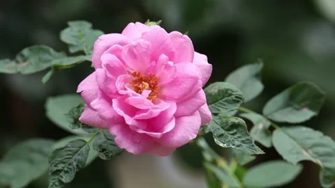 Pink Rose swaying by wind Stock Footage 134979181