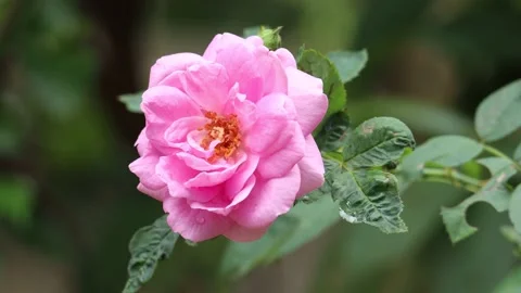 Pink Rose swaying by wind Stock Footage 134979659