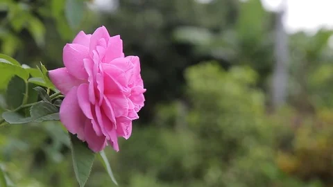 Pink rose swaying in the wind, hd video Stock Footage 80109515
