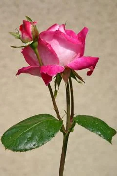 Pink rose on texture background Stock Photos