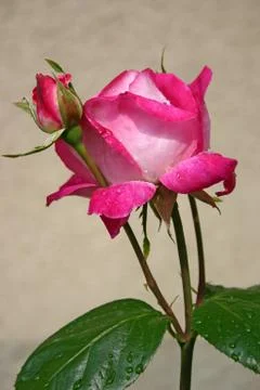 Pink rose on texture background Stock Photos