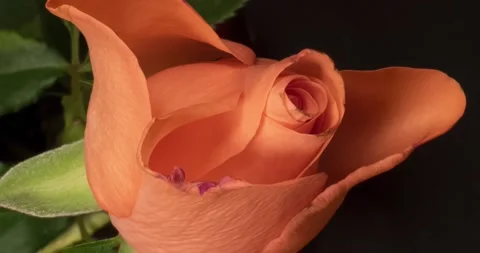 A pink rose in time lapse 스톡 동영상 239581116