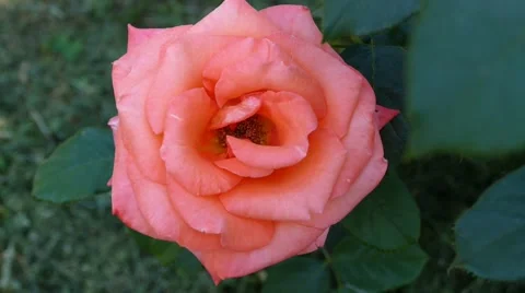 Pink Rose Top View 動画素材 53878450