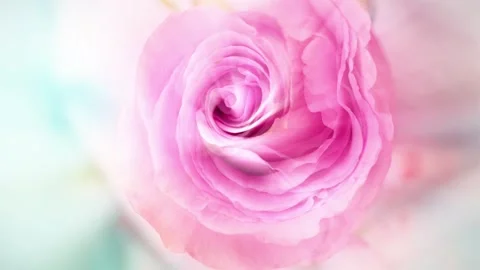 Pink Rose in twisting looping background | Stock Video | Pond5