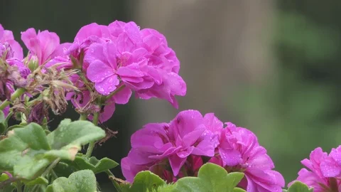 Pink rose under the rain Stock Footage 112003415
