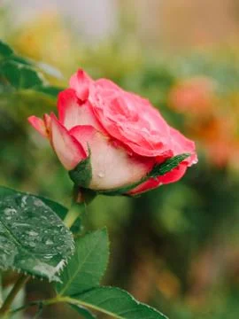 Pink rose for Valentine. Stock Photos