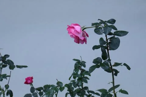 Pink rose before the wall Stock Photos