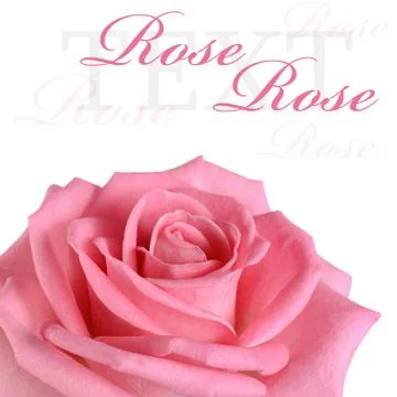 Pink rose on a white background Illustrazione stock
