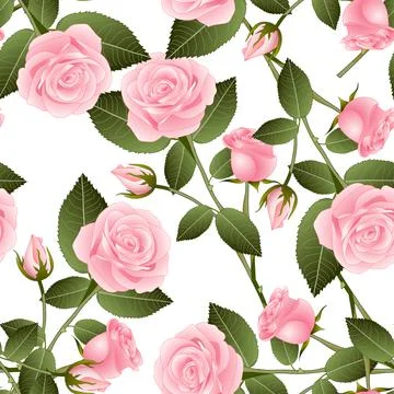 Pink Rose on White Background Stock Illustration