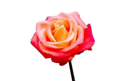 Pink rose white background, isolate Stock Photos