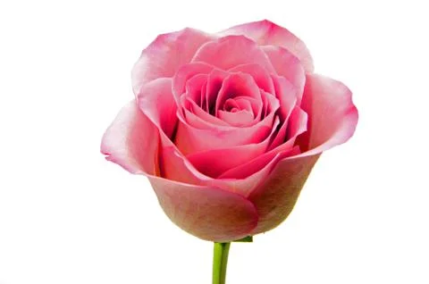 Pink rose on white a background Stock Photos
