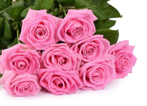 Pink rose on a white background Stock Photos