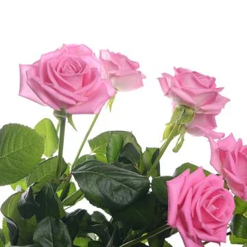 Pink rose on a white background Stock Photos