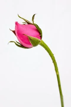 Pink rose on white background Stock Photos