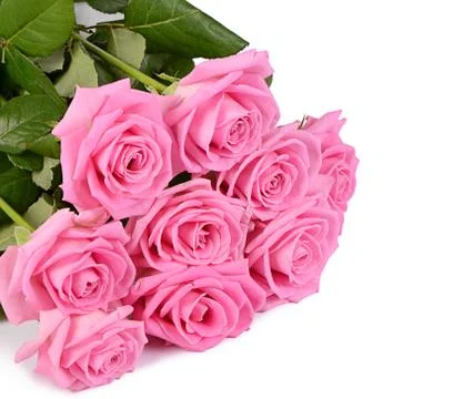 Pink rose on a white background Stock Photos