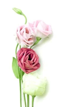 Pink rose on white background Stock Photos