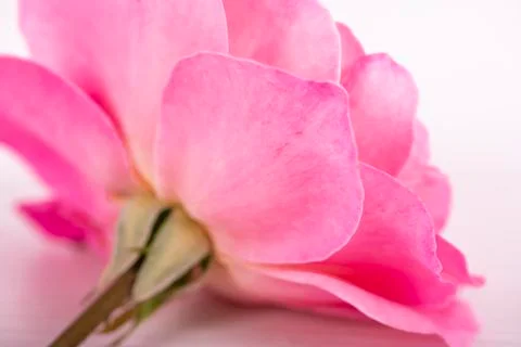 Pink rose on white background 스톡 사진