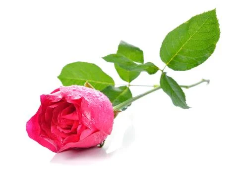 Pink Rose on white background Stock Photos