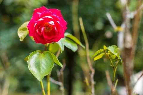 Pink Rose In The Wild Stock Photos