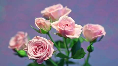 Pink rose in the wind with blurry shiny background Stock Footage 46002580