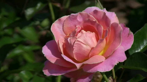 Pink rose in the wind Vídeo Stock 300776