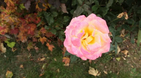 Pink Rose in Wind Stock Footage 34282519