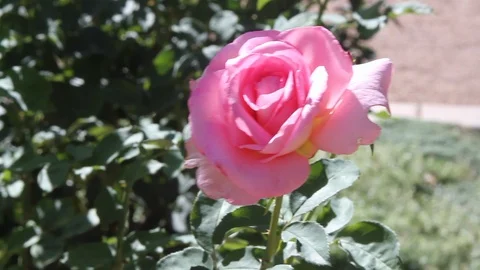 Pink rose in the wind Stock Footage 98733990