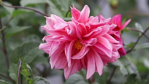 Pink Rose winds closeup 스톡 동영상 108369802