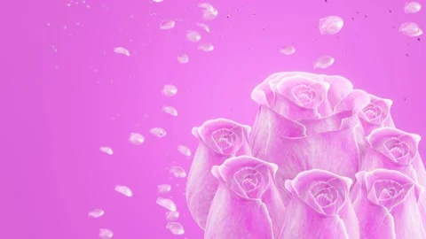 Pink rose without stalks and leaves on red background. The rose has dazzling  Stock Footage 162073980