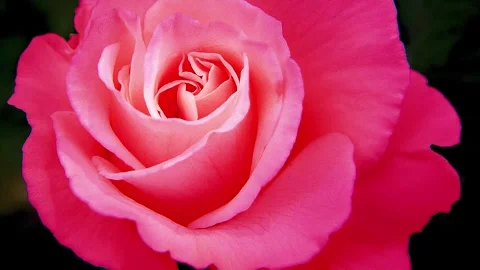 Pink Rose Zoom Out. Stock Footage 307643211