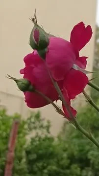 Pink Rosebud Bloom Stock Photos