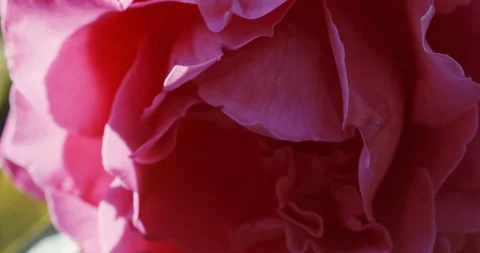 Pink rosebud in garden 스톡 동영상 112884308
