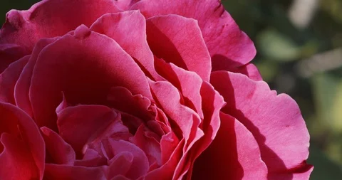 Pink rosebud in garden Stock Footage 112884569