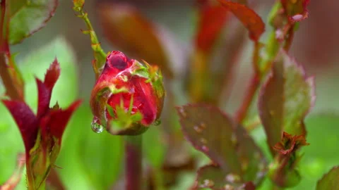 Pink rosebud in the rain Stock Footage 147000378