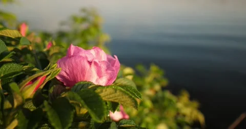 Pink rosehip flower in dew drops on blurry wave sea background Stock Footage 201363561