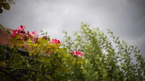 Pink roses and branches of apple in the beating wind 01 Stock Footage 59588263